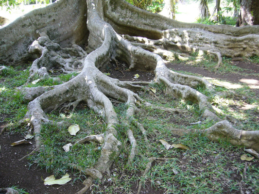 Raíces de un árbol antiguo extendiéndose sobre la tierra — símbolo de arraigo y permanencia